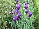 Iris Bearded Purple 3 